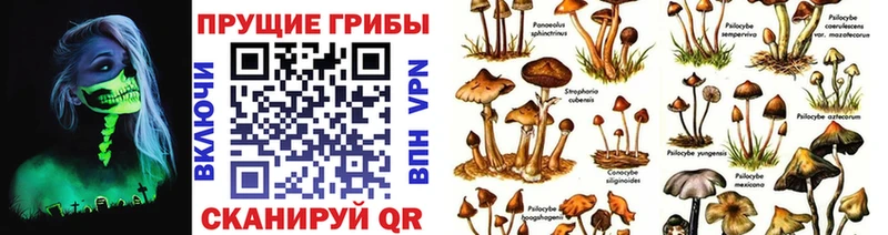 Псилоцибиновые грибы прущие грибы  Краснодар 